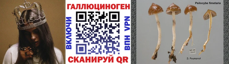 закладка  Кольчугино  Галлюциногенные грибы Magic Shrooms 
